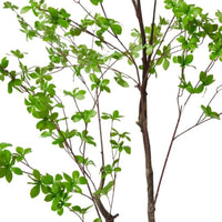Pieris Tree in Green - 180cm - Notbrand