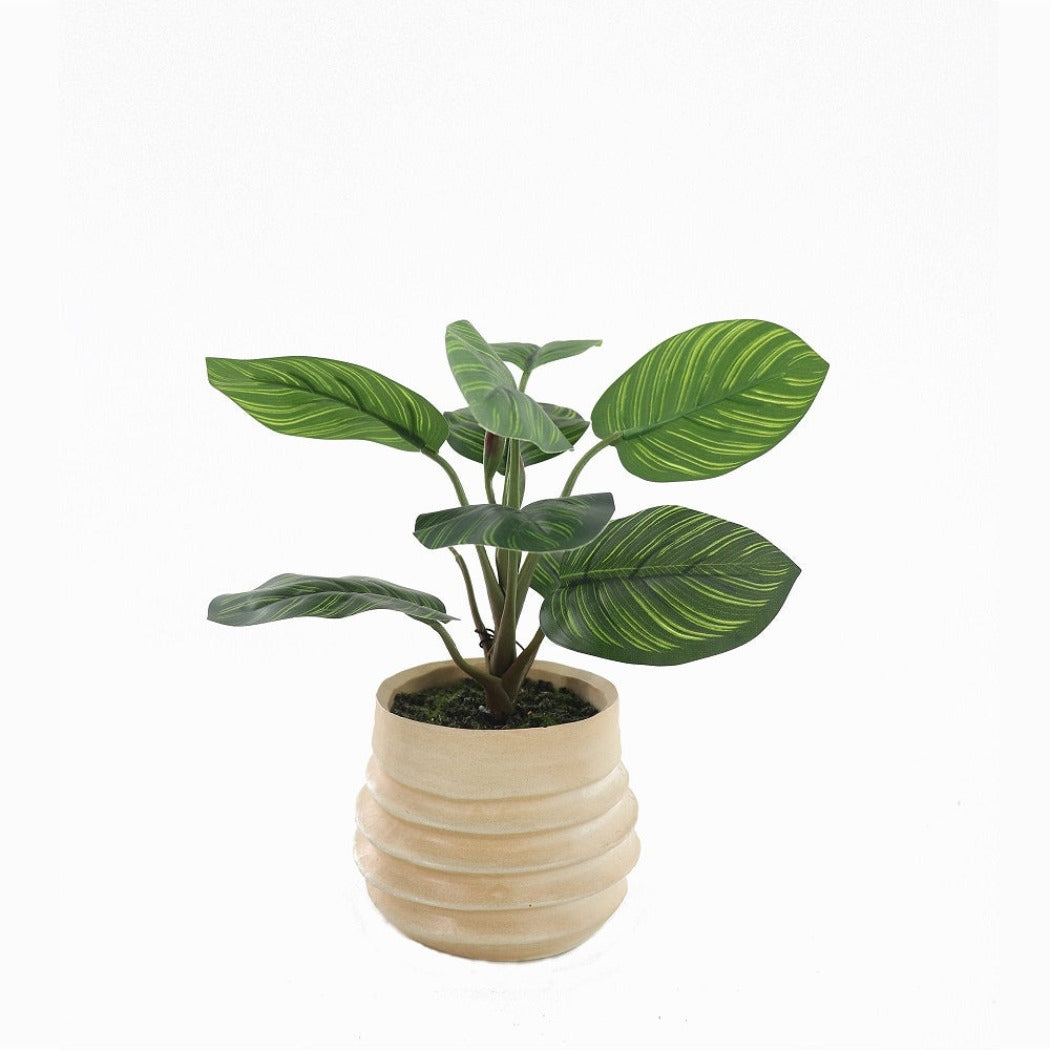 Artifical Muse Arrowroot In Ceramic Pot - Green&Blush - Notbrand