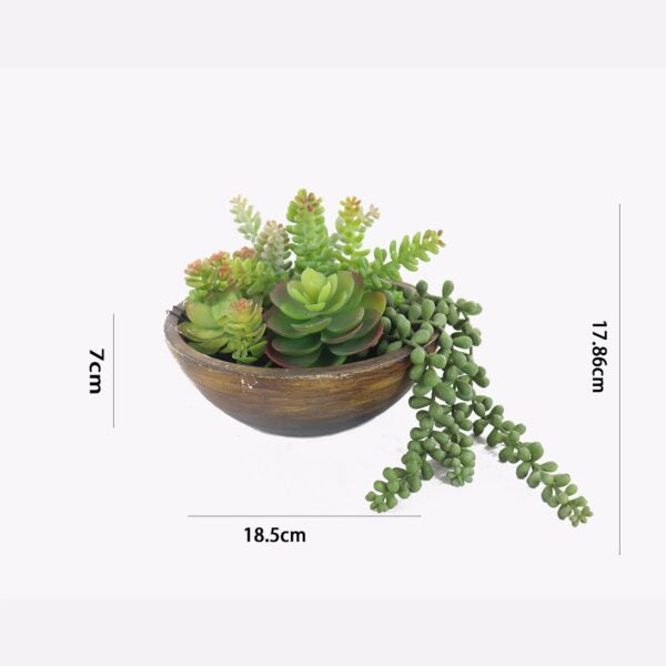 Kaori Mixed Succulent Bowl - Green & Natural - Notbrand