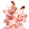 Set of 5 Real Look Cymbidium Orchid Spray - Soft Pink - Notbrand