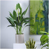 Artificial Spathiphyllum Plant Potted Green (96cm) - Notbrand