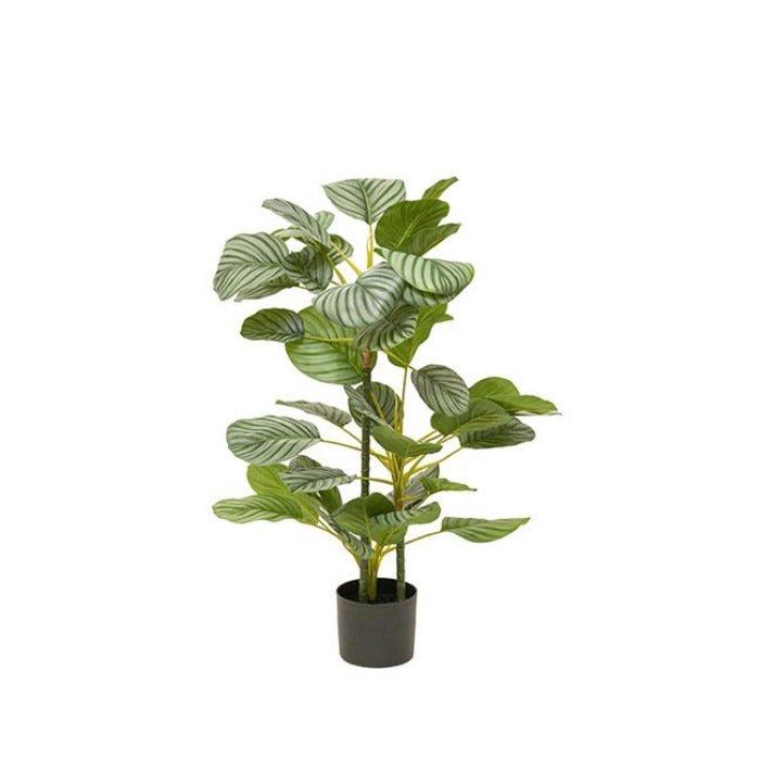 Green Real Touch Arrowroot Potted Plant - Small - NotBrand