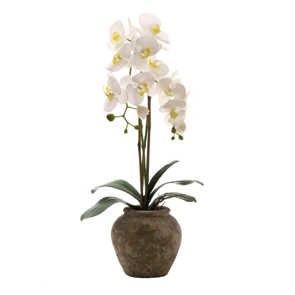 Orchid In Ceramic Pot with White Artificial Flowers- 70cm - Notbrand