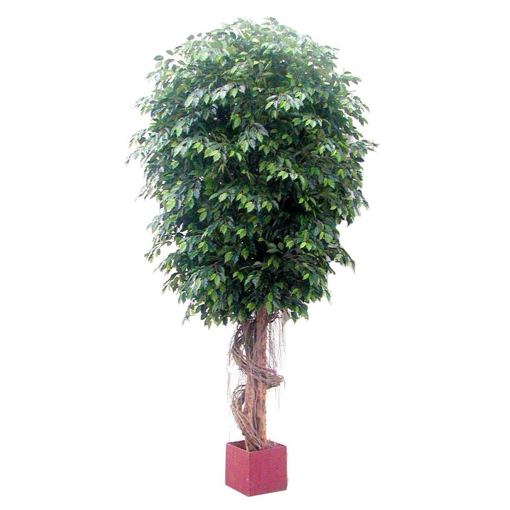 Fat Ficus Potted Giant Artificial Tree - 6.1m - Notbrand