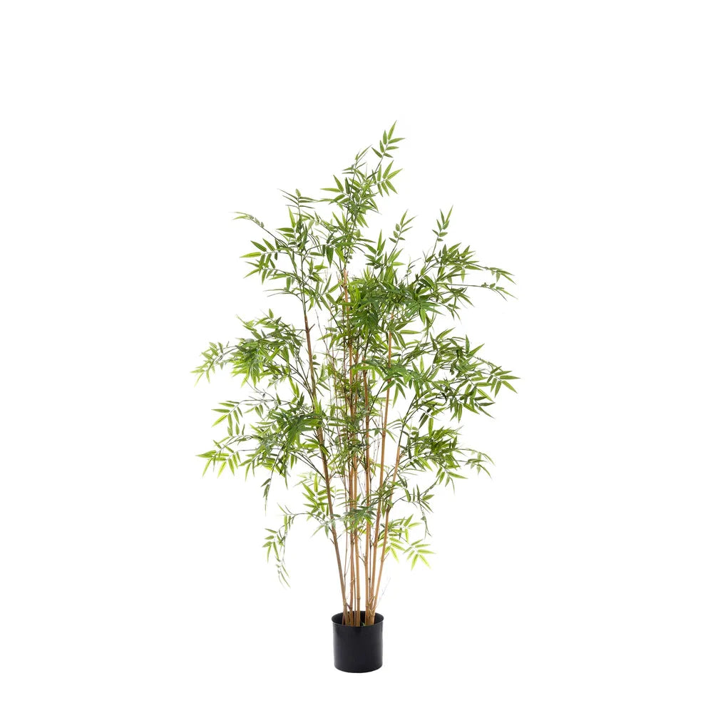 Oriental Bamboo Tree - 160cm - Notbrand