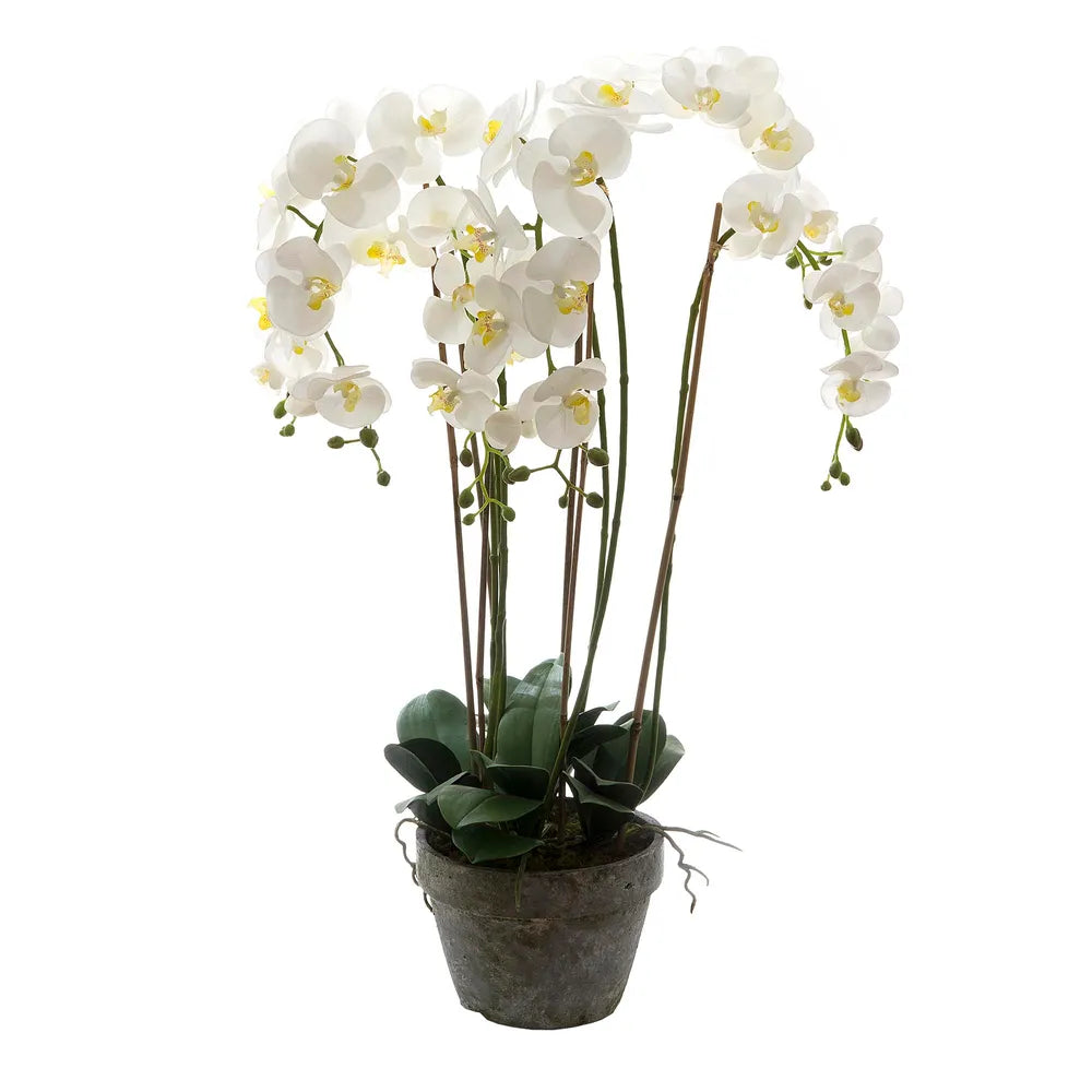 Orchid In Terracotta Pot with White Artificial Flower - 95cm - Notbrand