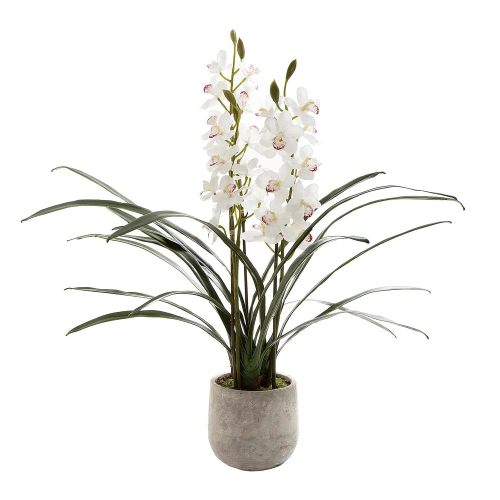 Orchid Cymbidium In Pot with White Artificial Flower - 82cm - Notbrand