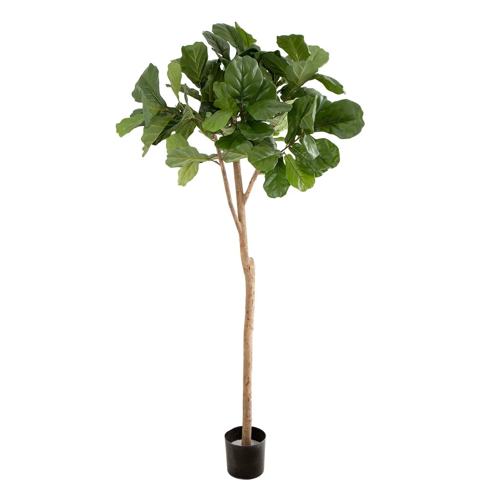 Artificial Fiddle Leaf Fig Tree - 200cm - Notbrand