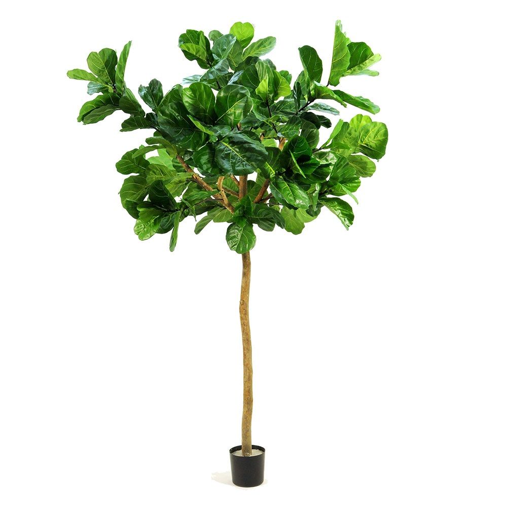 Fiddle Leaf Giant Artificial Tree - 3.2m - Notbrand