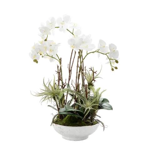 Orchid With Ferns in White - 60cm - Notbrand