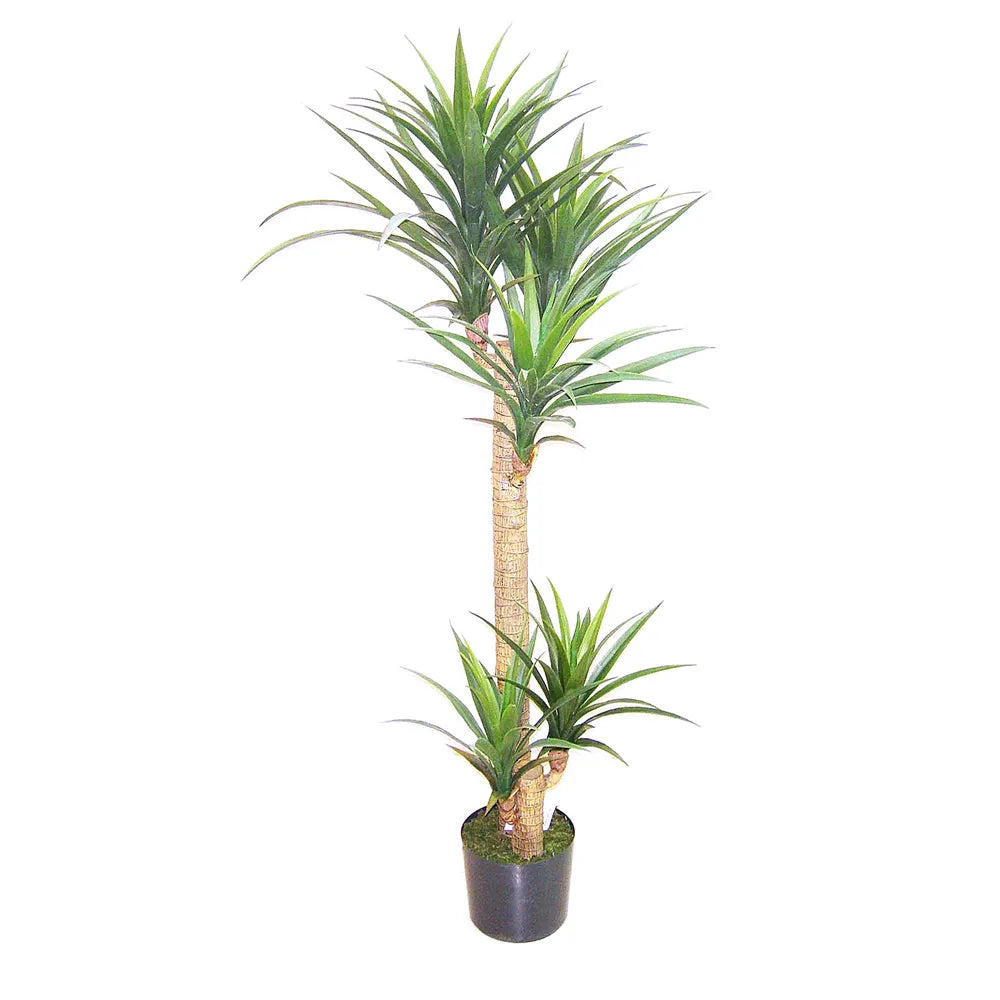 Yucca Head Tree In Plastic Pot - 150cm - Notbrand