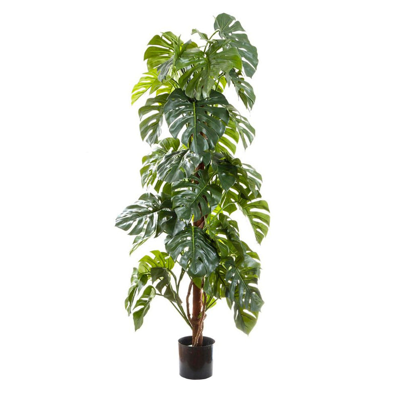 Split Leaf Philodendron Artificial Tropical Tree - 1.8m - Notbrand