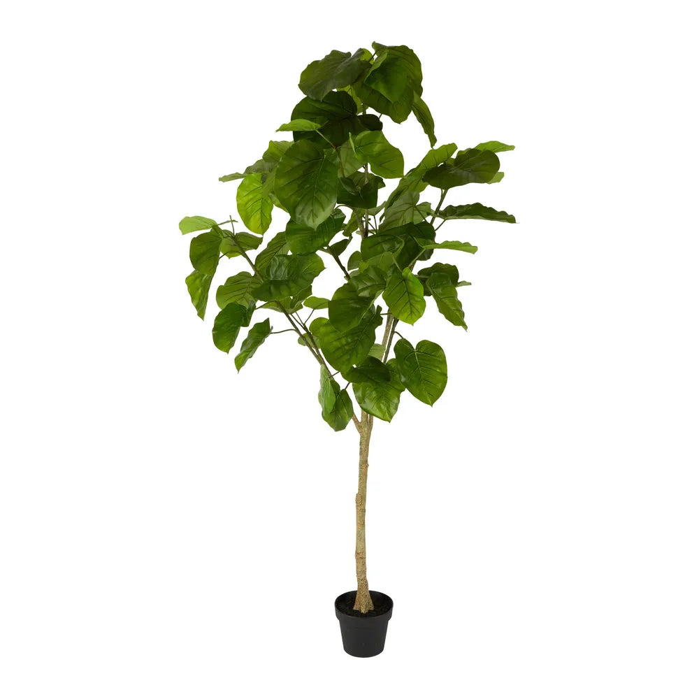 Artificial Real Touch Ficus Umbellata Tree  - 200cm - Notbrand