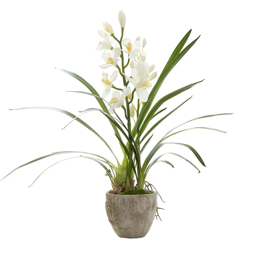 Cymbidium Orchid in Pot with White Artificial Flower - 80cm - Notbrand