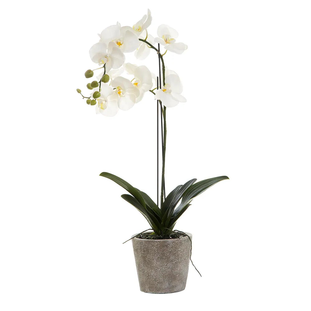 Orchid In Clay Pot with White Artificial Flowers - 84cm - Notbrand