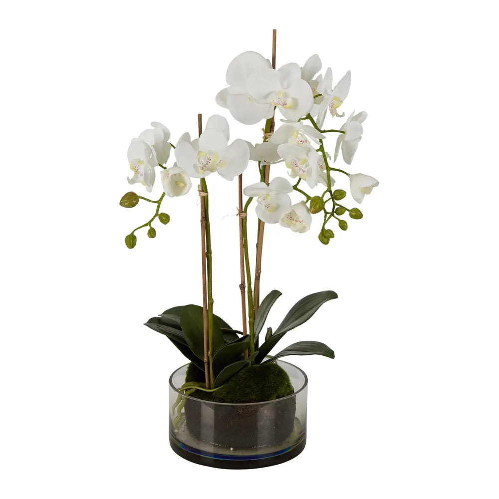 Orchid In Round Glass Vase with White Artificial Flower - 60cm - Notbrand