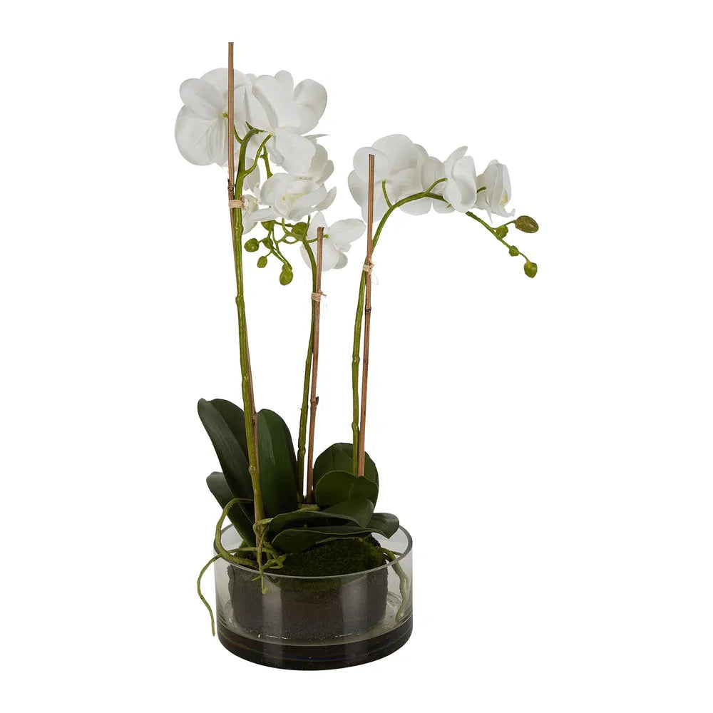 Orchid In Round Glass Vase with White Artificial Flower - 60cm - Notbrand