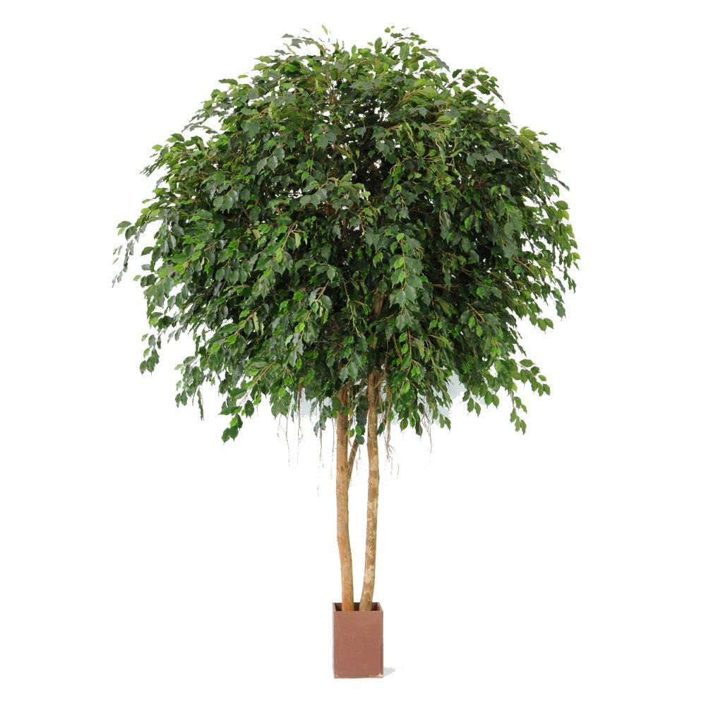 Ficus Exotica Giant Faux Tree - 3.05m - Notbrand