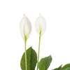 Spathiphyllum Artificial Potted Plant with Real Touch Finish - 76cmH - Notbrand