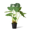 Alocasia Frydek Potted Plant - Green - Notbrand