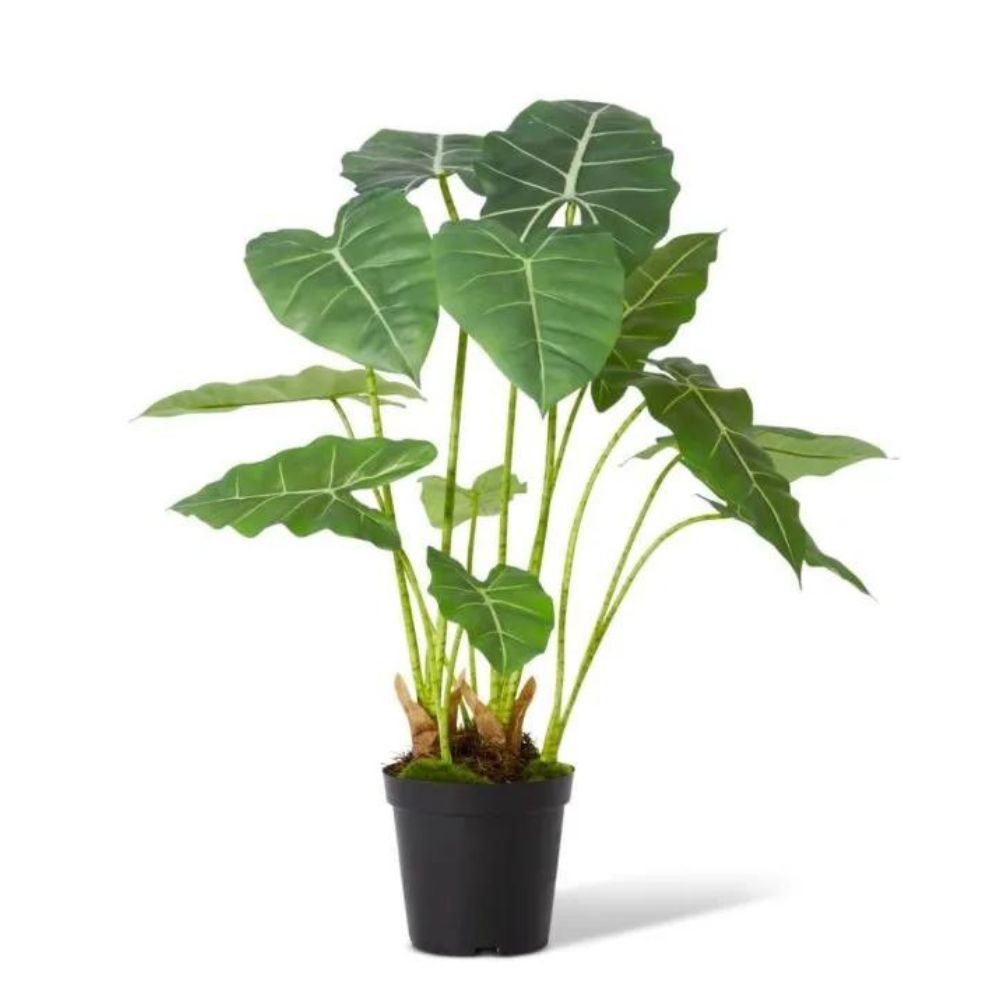 Alocasia Frydek Potted Plant - Green - Notbrand