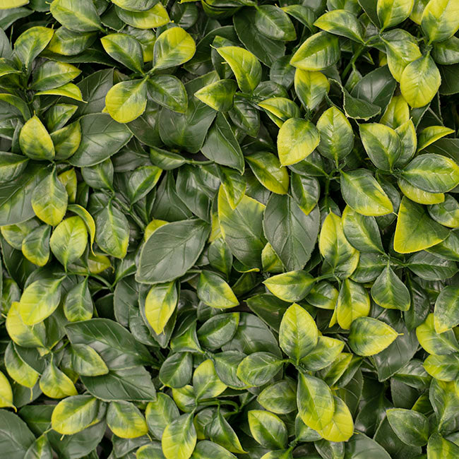 Artificial Greenery Walls - UV Treated Gardenia Leaf Wall Green (1Mx1M) - Notbrand