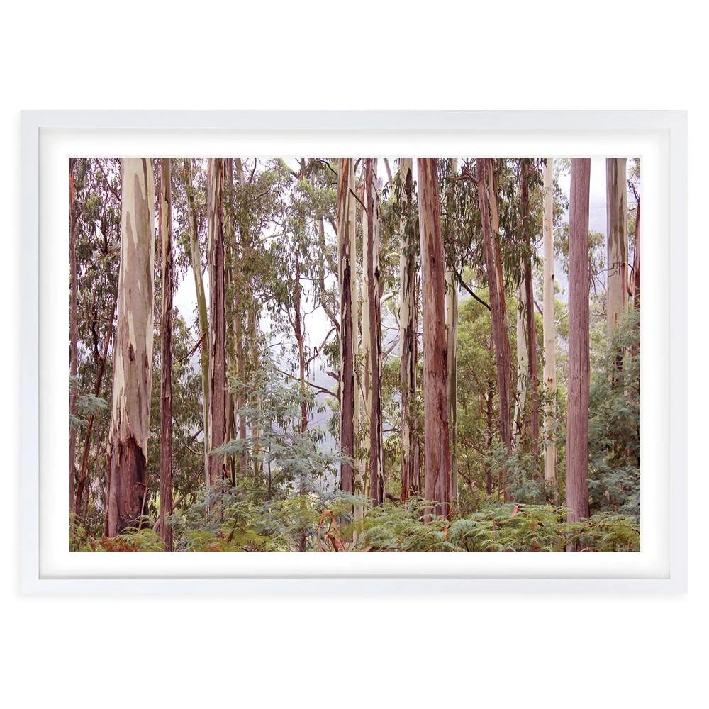 Eucalyptus Forrest A1 Art Print Framed Wall Art - Large - Notbrand