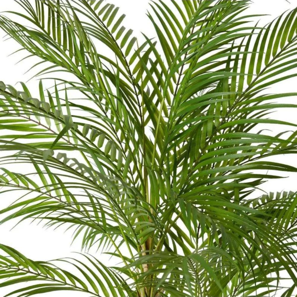 Palm Cabada in Green - 180cm - NotBrand