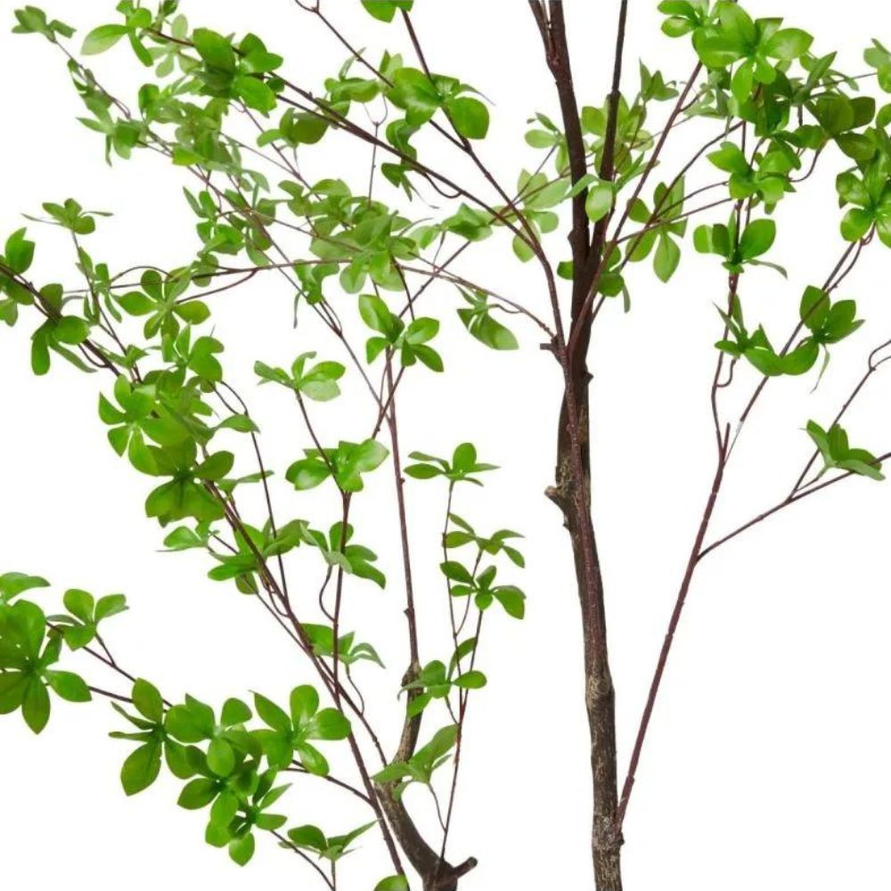 Pieris Tree in Green - 180cm - Notbrand