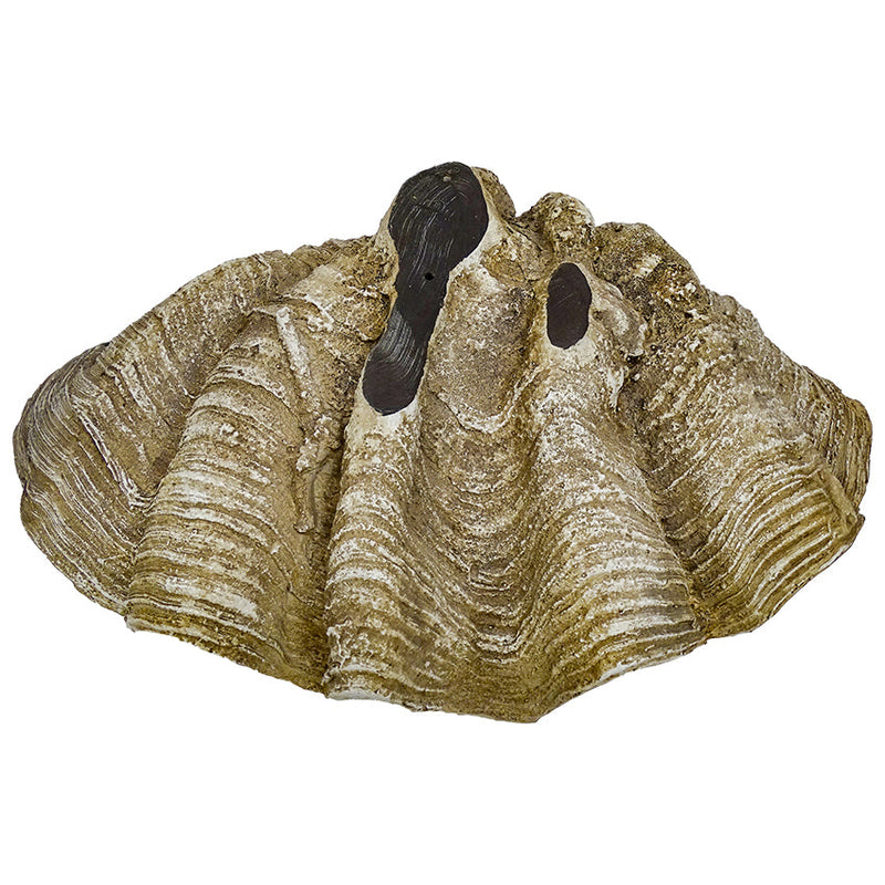 Avoca Clam Shell Sculpture - 69cm - Notbrand