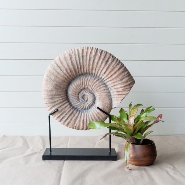 Set of 2 Polyresin Conche Shell Fossil on Stand - White & Beige - Notbrand