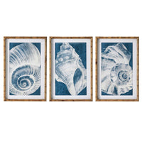 Elouera Vintage Shells Wall Art - Set of 3 - Notbrand