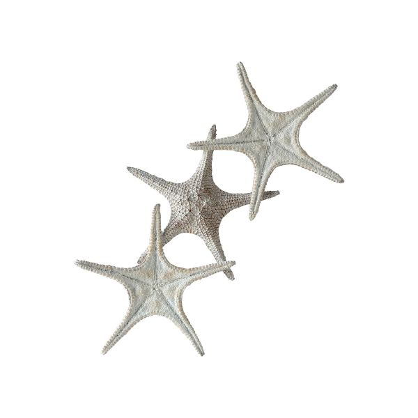 Set of 2 Thick Starfish Resin Wall Art - White - Notbrand
