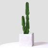 Artificial Indoor Cactus Tree with 2 Heads - 95cm - Notbrand