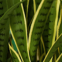 Yellow Edge Tiger Piran Artificial Plant - 50cm - Notbrand