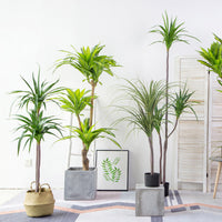 Green Artificial Indoor Brazilian Iron Tree with 4 Heads - 180cm - Notbrand