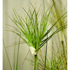 Papyrus Potted Artificial Plant in Green - 150cm - Notbrand