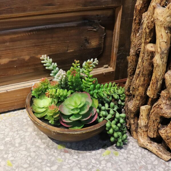 Kaori Mixed Succulent Bowl - Green & Natural - Notbrand