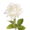 Siena Real Touch White Rose Full Bloom Stem - 8Pcs - Notbrand