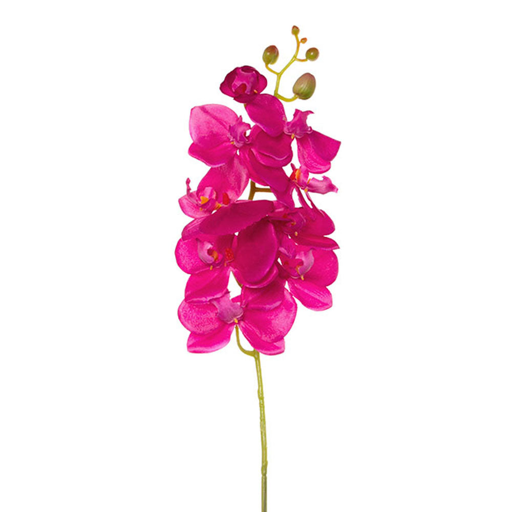 Phalaenopsis Orchid Hot Pink (75cmH) - Notbrand
