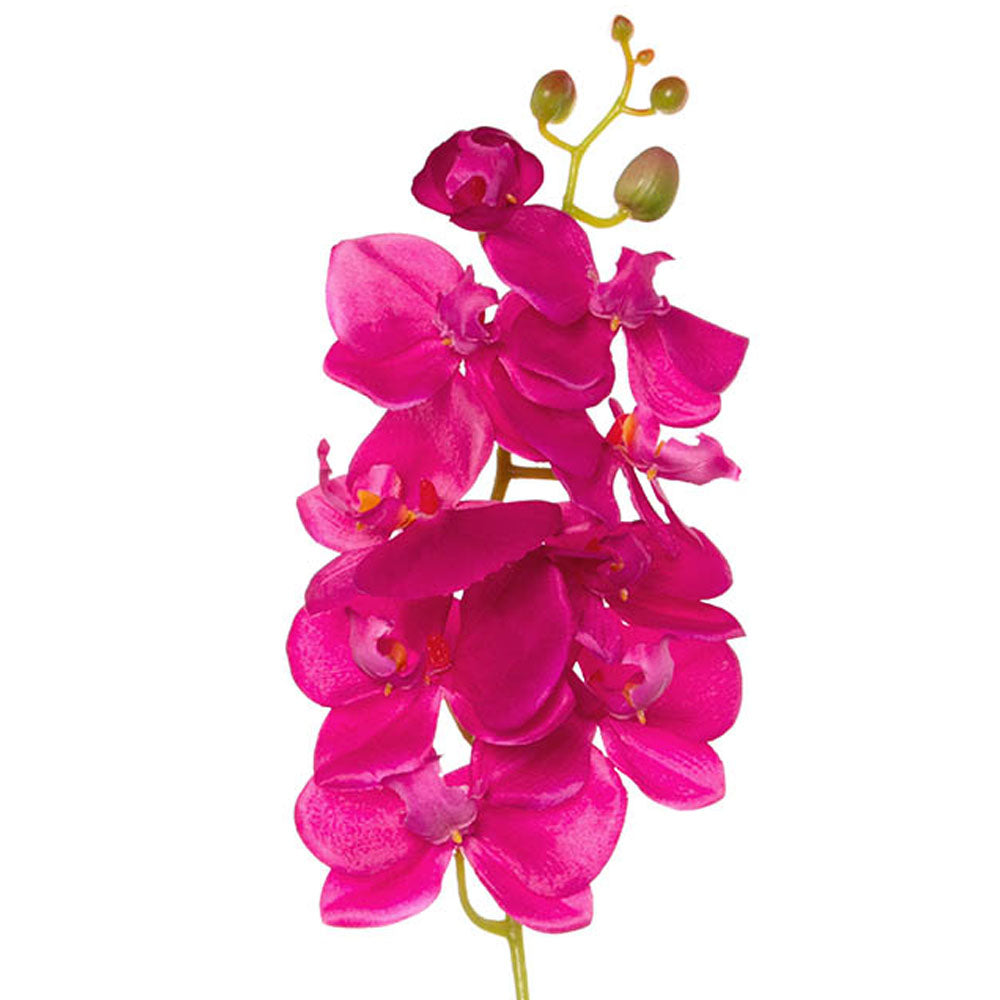 Phalaenopsis Orchid Hot Pink (75cmH) - Notbrand