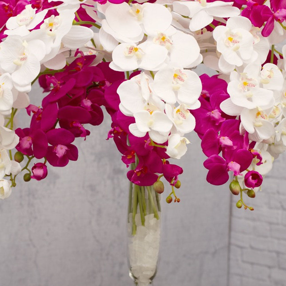 Phalaenopsis Orchid White (75cmH) - Notbrand