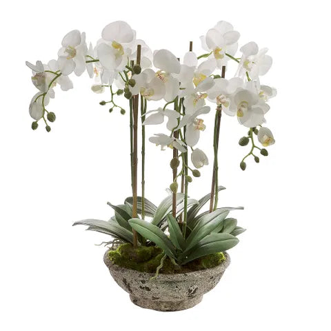 Orchid Artificial Flower in White Pot - 65cm - Notbrand