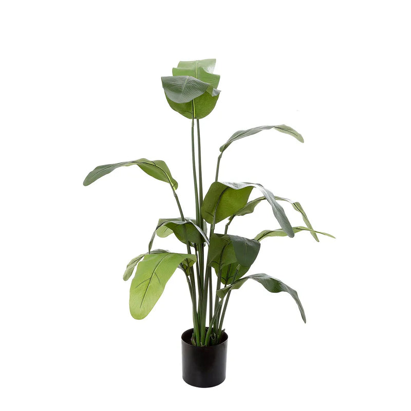Travellers Palm with Pot - 120cm - Notbrand