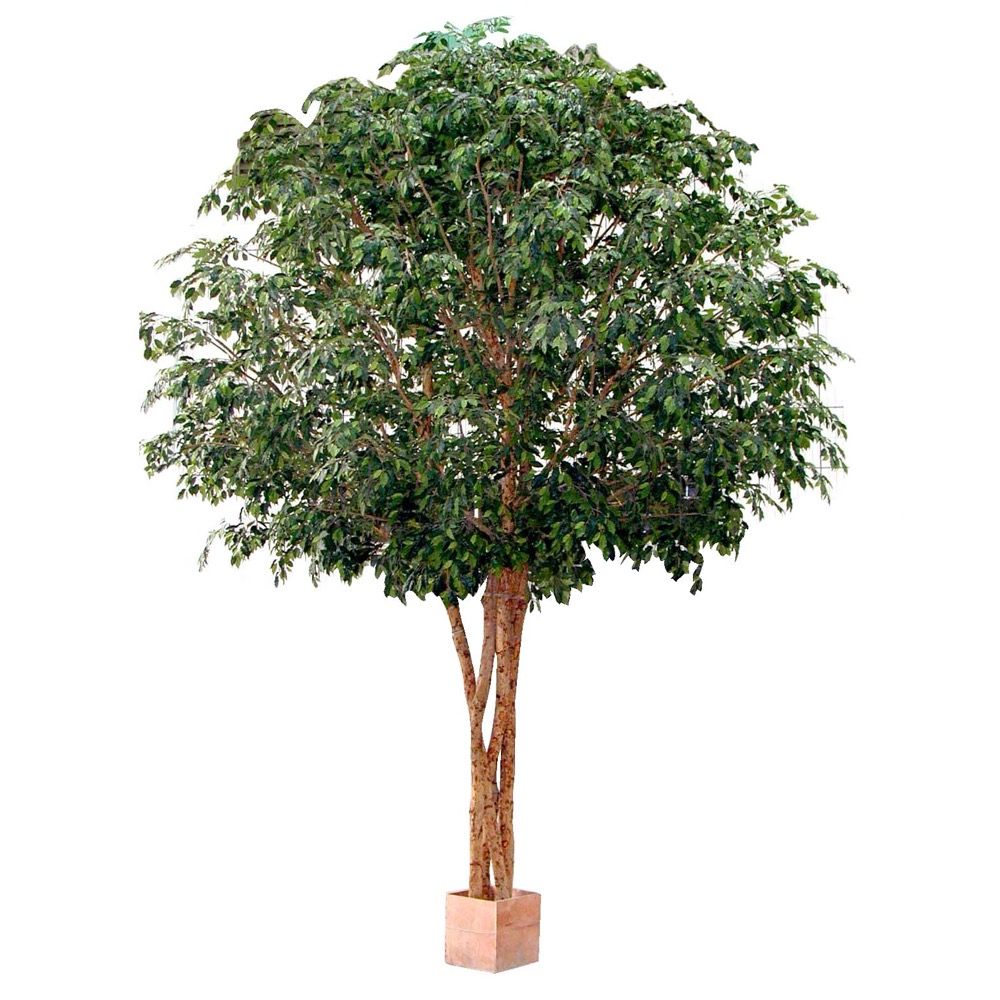 Ficus Giant Artificial Tree - 7.9m - Notbrand