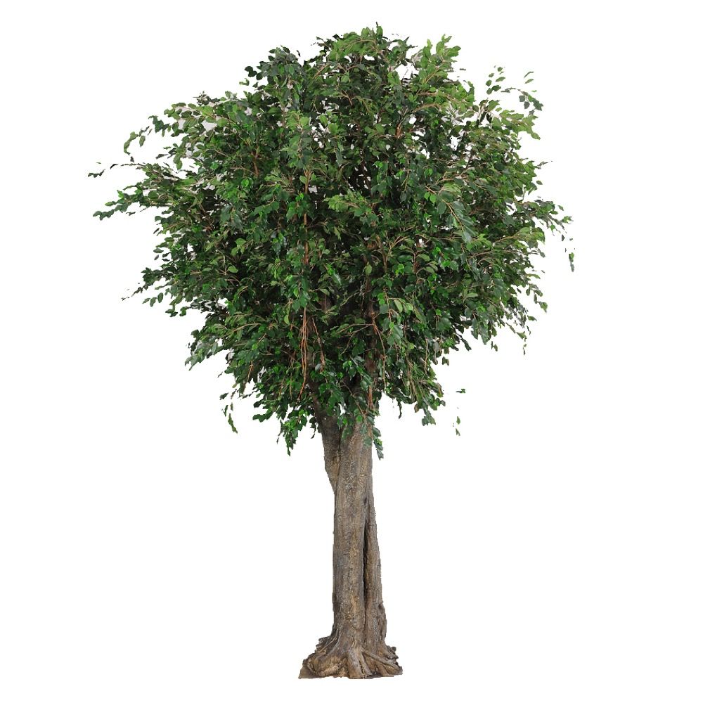 Ficus Exotica Giant Artificial Tree - 6m - Notbrand
