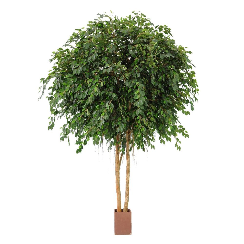 Ficus Exotica Round Topiary Giant Artificial Potted Tree - 6.1m - Notbrand
