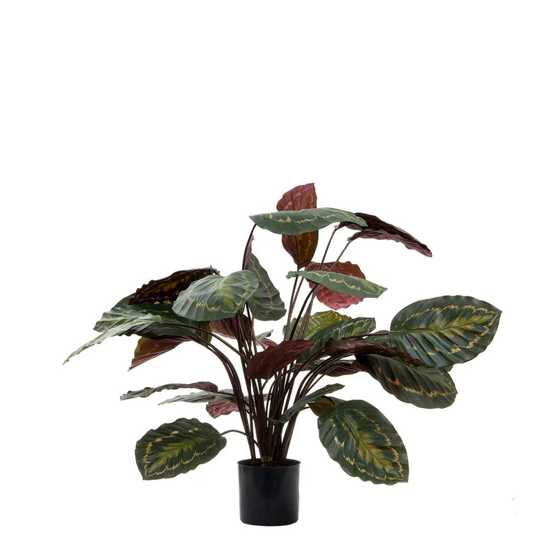 Calathea Fasciata Green And Red Artificial Plant - 65cm - Notbrand