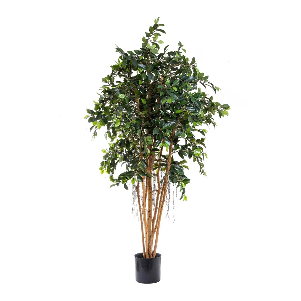 Artificial Ficus Retusa Tree - 180cm - Notbrand