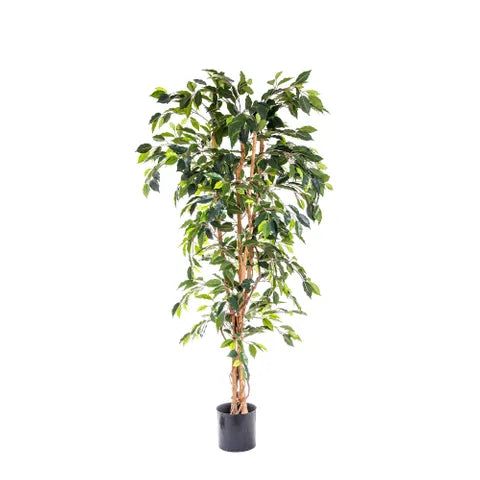 Artificial Ficus Tree - 170cm - Notbrand